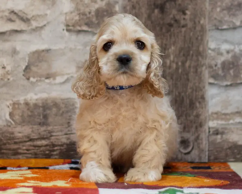 Chiot Male 2 Collier Bleu - Cocker Américain - Élevage Rainbow Colors