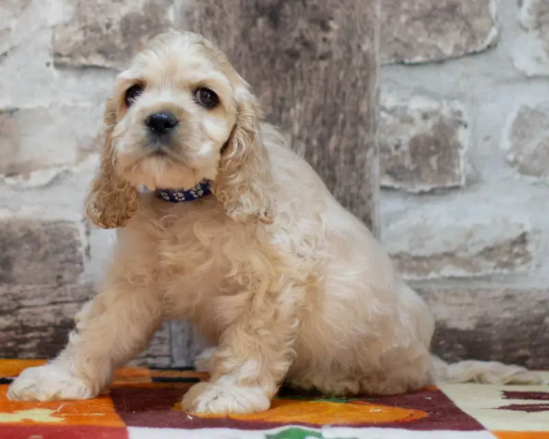 Chiot Male 2 Collier Bleu - Cocker Américain - Élevage Rainbow Colors