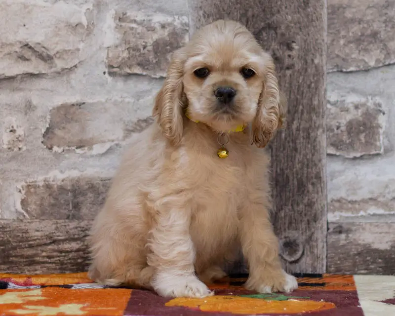 Chiot Male 3 Collier Jaune - Cocker Américain - Élevage Rainbow Colors
