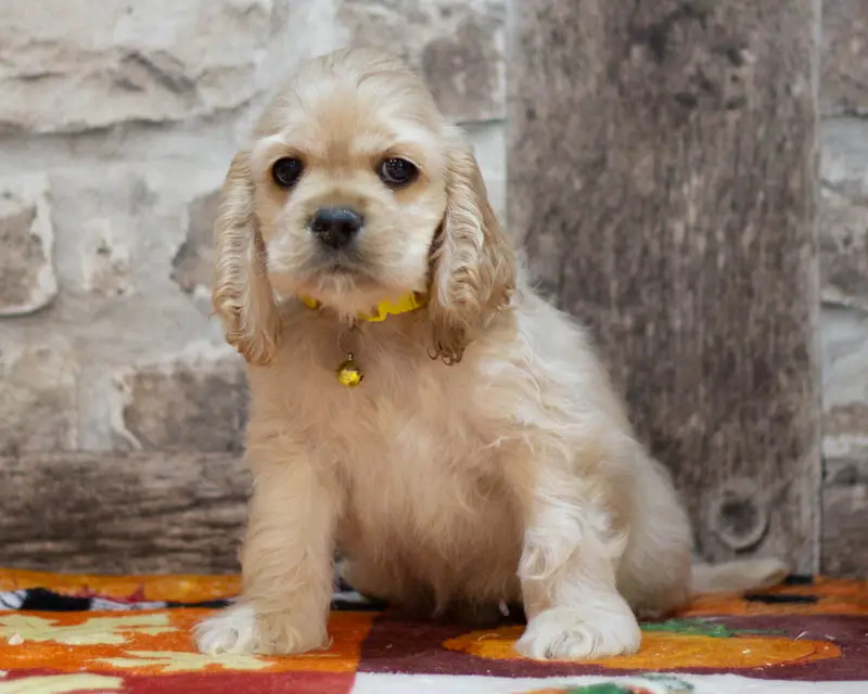 Chiot Male 3 Collier Jaune - Cocker Américain - Élevage Rainbow Colors