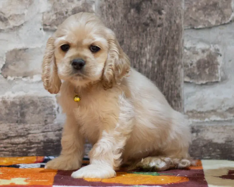 Chiot Male 3 Collier Jaune - Cocker Américain - Élevage Rainbow Colors