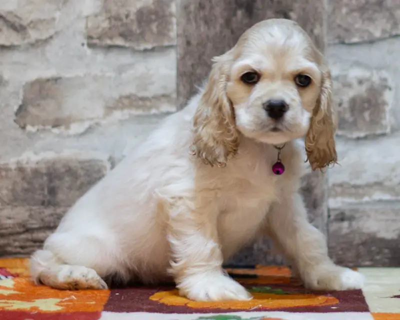 Chiot Male 4 Collier Mauve - Cocker Américain - Élevage Rainbow Colors