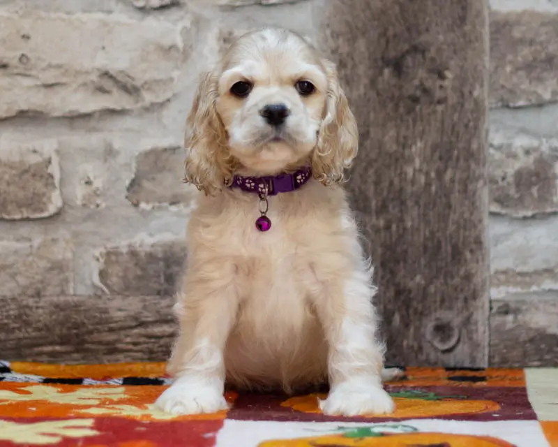 Chiot Male 4 Collier Mauve - Cocker Américain - Élevage Rainbow Colors