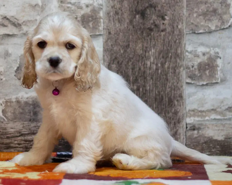 Chiot Male 4 Collier Mauve - Cocker Américain - Élevage Rainbow Colors