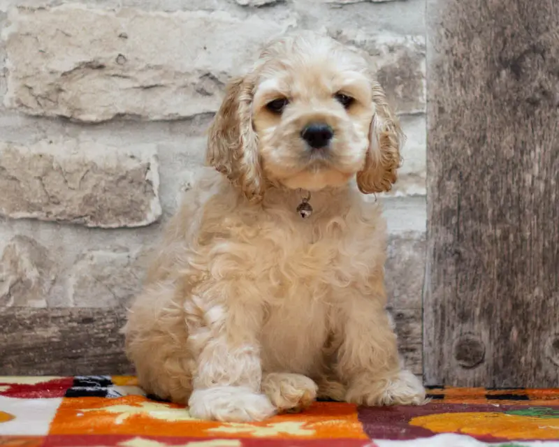 Chiot Male 1 Collier Vert - Cocker Américain - Élevage Rainbow Colors