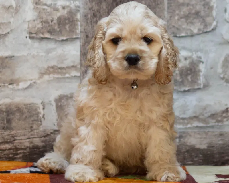 Chiot Male 1 Collier Vert - Cocker Américain - Élevage Rainbow Colors