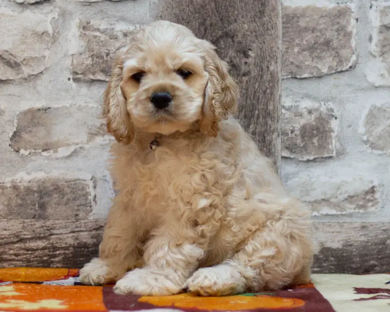 Chiot Male 1 Collier Vert - Cocker Américain - Élevage Rainbow Colors