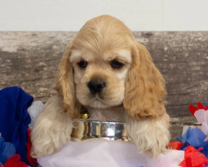 Chiot Mâle Collier Marron - Cocker Américain - Élevage Rainbow Colors