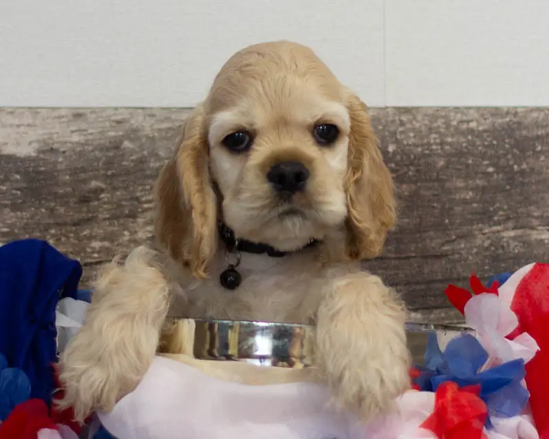Chiot Mâle Collier Noir - Cocker Américain - Élevage Rainbow Colors