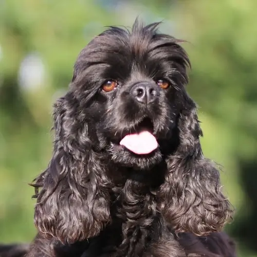 Cocker Américain DE L'ECRIN DES PRECIEUSES TRINITY
