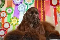 Cocker Américain CHOCOLAT QUEEN ALISA