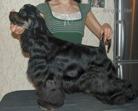 Cocker Américain Ankhaimon Flower