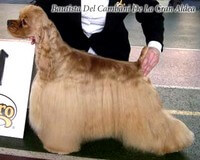 Cocker Américain Bautista del Cambani de la Gran Aldea