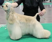 Cocker Américain Bellanzh Ilari Kai