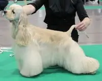 Cocker Américain Bellanzh Ilari Kai