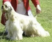 Cocker Américain Blanka Sokrovische Skifov