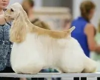 Cocker Américain Cameo Siloet's Gold Coast Legacy