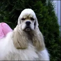 Cocker Américain Delonji Grand Adorable Sweet