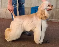 Cocker Américain Delonji Grand You're Lucky