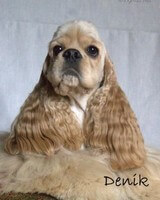 Cocker Américain Elvin Laran Estvind Nat