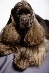 Cocker Américain DE LA PETITE MAULDRE FUNNY BOY
