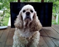 Cocker Américain Funny