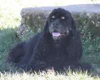 Cocker Américain ISABELLE
