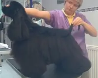 Cocker Américain JACKPOT