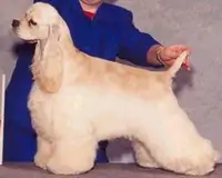 Cocker Américain GOIN' PLATINUM K-LINE'S