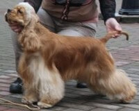 Cocker Américain Ken Dessange Adel