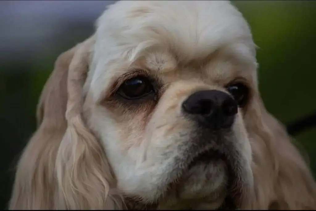 Cocker Américain IRON HUND KHALEESI