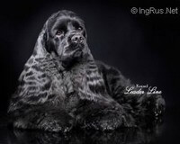 Cocker Américain Leader Line Guardian Angel