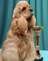 Cocker Américain Milas Sharming Zhan Lui