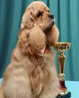 Cocker Américain Milas Sharming Zhan Lui