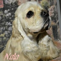 Cocker Américain Nervana Rous