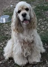 Cocker Américain NICE DOG