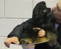 Cocker Américain RUSSIAN ROULETTE NUJAX