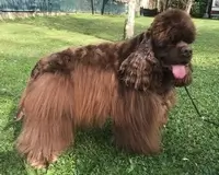 Cocker Américain DE L'ECRIN DES PRECIEUSES PUFF DADDY