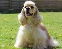 Cocker Américain JOLIE DOLLY