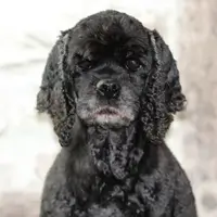 Cocker Américain PEPPER