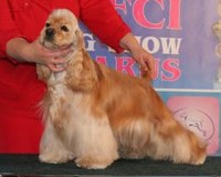 Cocker Américain Siamm Irmis l'étoile