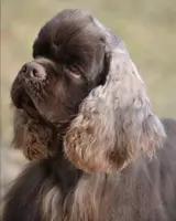 Cocker Américain ATOS SLADKIY VZGLYAD