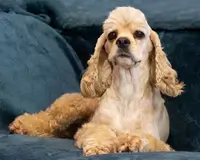 Cocker Américain TENDRESSE