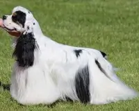 Cocker Américain ISAFF DREAMBOAT FANTASTIC TSVETNAJA MECHTA
