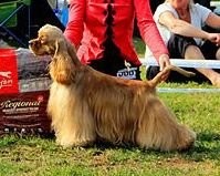 Cocker Américain Valery Courage Golden Delight