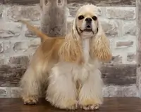 Cocker Américain VANILLE