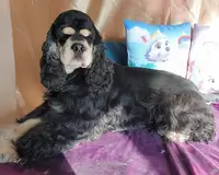 Cocker Américain JOE LE TAXI VERY VIGIE