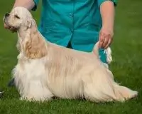 Cocker Américain Very Vigie Jude Hey Jude