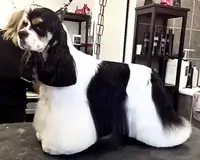 Cocker Américain LA DOLCE VITA