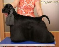 Cocker Américain Victori Luks Zhaklin Korsabi